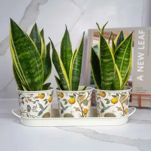 Set of 3 Hummingbird Design Metal Planters with Tray