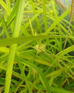 Lincolnshire Pond Plants Ltd Marginal Plants - Pond Plants (Carex Grayi)  - 2x Plants and 2 Pots & compost