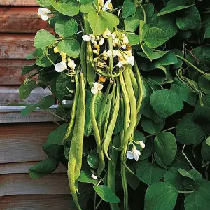 Runner Bean Desiree 1 Seed Packet (35 Seeds)