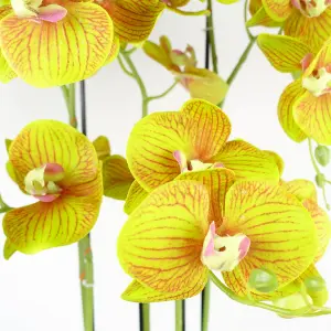 Large Orchid Artificial Yellow 41 REAL TOUCH flowers Botanik