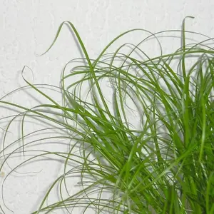 1 x Cat Grass Zumula Living Plant in 13cm Pot - Growing Plant NOT SEED