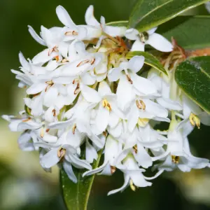 10 x Osmanthus Burkwoodii Garden Plants - Fragrant Blooms, Compact Size (15-25cm Height Including Pot)