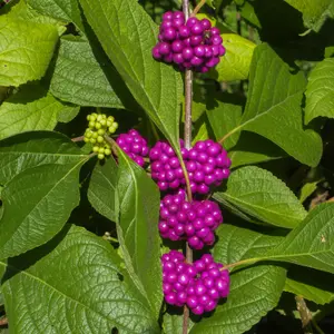 Callicarpa 'Profusion' Beautyberry