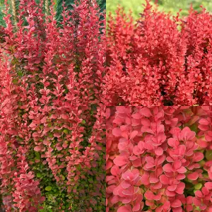 1 x Berberis thunbergii Orange Rocket in A 9cm Pot - Amazing for Hedging