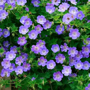 Geranium Rozanne 6 Bare Root Plants