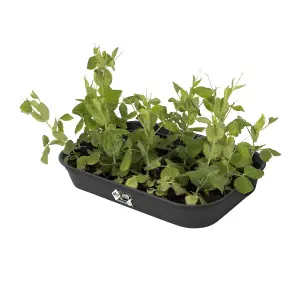 Elho Green Basics Medium Seed Tray (L)36cm 265mm