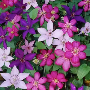 3 Mixed Clematis - Beautiful Flowering Vines for UK Gardens - Outdoor Plants (30-40cm Height Including Pot)