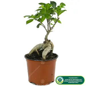 Ficus Ginseng Bonsai - Compact Indoor Air Purifier, Low Maintenance (20-30cm)