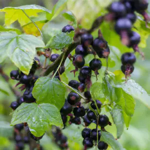 Lincolnshire Fruits Ben Sarek Potted 5 Litre Blackcurrants