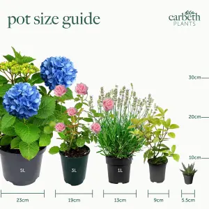 Hyacinth Pink Bulb Trio in 12cm Pot - Three Easy to Grow Hyacinthus Bulbs Growing in Pot - Fragrant Indoor Flowering Plant