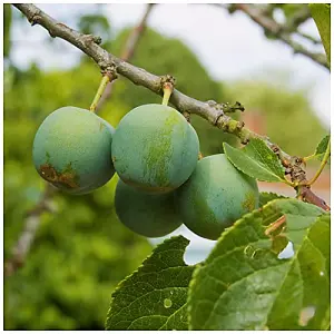 Cambridge Gage Plum Tree, 5-6ft Tall, Self-Fertile, Green Gage