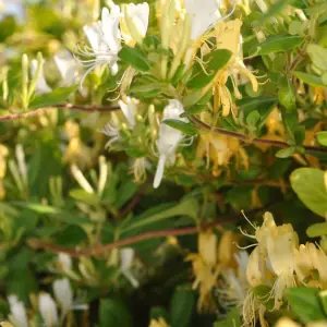 Honeysuckle Lonicera Japonica Halliana 3 Litre Potted Plant x 3