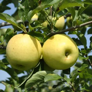 Apple Tree - Malus Golden Delicious - Patio Fruit Tree 2-4ft in 5 Litre Pot