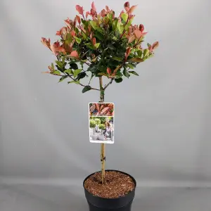 Photinia Little Red Robin Patio Tree - Stunning Variety, Ideal for UK Gardens, Compact Size (2-3ft)