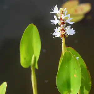 Lincolnshire Pond Plants Ltd Marginal Plants - Pond Plants (Pontederia Cordata Alba) - 9cm Bareroot