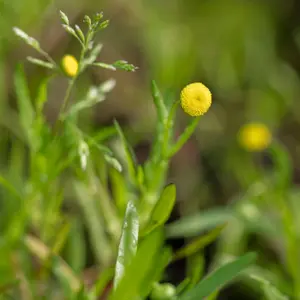 Lincolnshire Pond Plants Ltd Marginal Plants - Pond Plants (Cotula Coronopifolia)  - 2x Plants and 2 Pots & compost