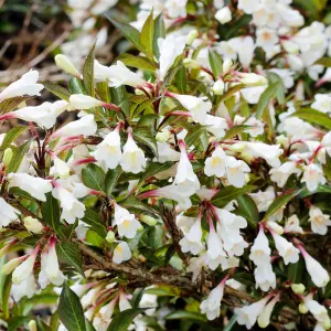 Weigela Black and White Garden Plant - Dark Green Foliage, White Tubular Flowers, Compact Size (20-30cm Height Including Pot)