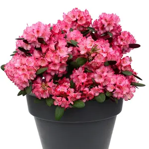 Rhododendron Wine and Roses 15cm Potted Plant x 1