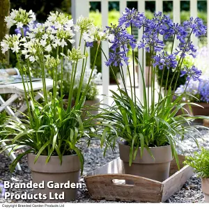 Agapanthus Blue + White Collection 12 Bare Roots + 39cm Potted Plant x 2