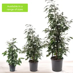 Ficus Benjamina Danielle - Indoor House Plant for Home Office, Kitchen, Living Room - Potted Houseplant (100-120cm)