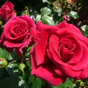 Harkness Roses - Rose Lovestruck 3L or 4L Pot