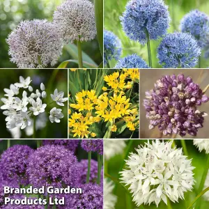 Allium Collection 105 - Flowering Bulbs