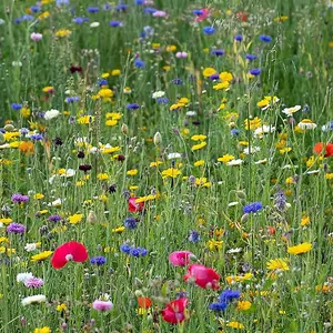 Pegdev - PDL 8g Pro Flora Wild Flower Seed Mixtures - Native Elegance for Vibrant Spaces, Biodiversity, and Conservation