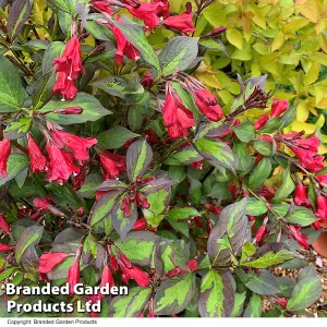 3 Weigela Camouflage Shrub - 9cm Potted Plants