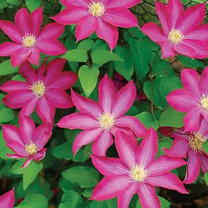 Clematis Pink Plant - Vibrant Pink Flowers, Climbing Vine, Attracts Pollinators (20-30cm Height Including Pot)