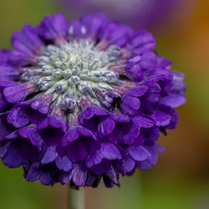 Myriad Primula Collection - Set Of 15 Young Plants 3 Of Each Variety