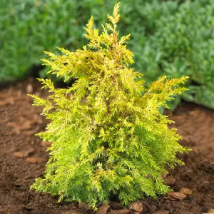 Juniperus Gold Cone - Compact Evergreen Shrub with Gold Foliage (15-30cm Height Including Pot)