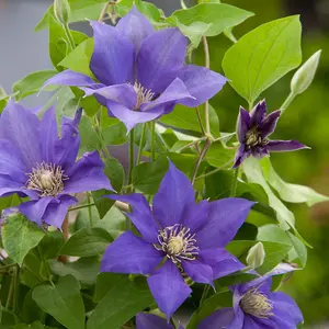 Patio Clematis Olympia Boulevard in a 10.5cm Pot Supplied as 1 x Established Purple Clematis Garden Ready Climbing Plants