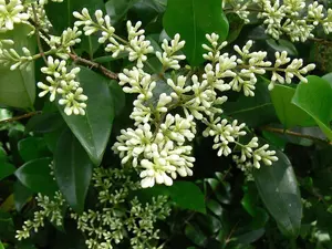 3-4ft Green Privet (Ligustrum Ovalifolium) Evergreen Bare Root Hedging Plants - Pack of 10