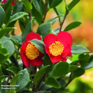 Houseplant Gift Camellia Yuletide 15cm Pot x 1