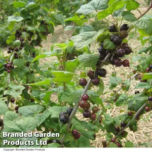 Grow Your Own Fruit  Blackcurrant Ebony 3 Litre Pot x 2