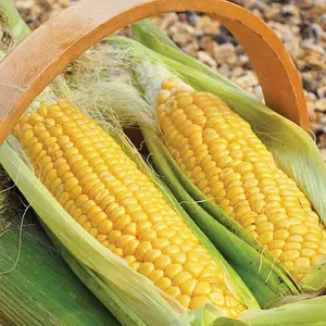 Sweetcorn Golden Gate 1 Seed Packet