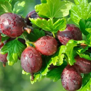 Gooseberry Hinnonmäki Röd Fruit Bush Ribes Fruiting Berry Shrub Plant Bare Root