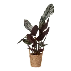 Verve Calathea pinstripe in Natural Seagrass Decorative pot 19cm