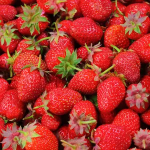 Strawberry Elsanta - Outdoor Fruit Plants for Gardens, Pots, Containers (9cm Pots, 5 Pack)