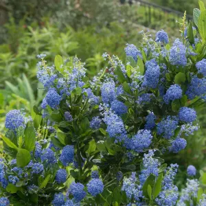 Ceanothus 'Blue Diamond' - 2 Plants - Californian Lilac Evergreen Shrub - Great for Hedging