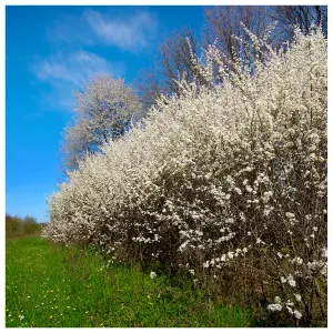 5 Blackthorn Hedging 2-3ft, Prunus Spinosa, Native Flowering Sloe Berry Hedge 3FATPIGS