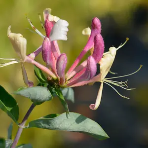 Japanese Honeysuckle Lonicera belgica 90cm Cane 2L Pot