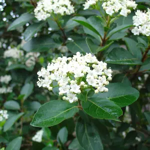 Viburnum French White Plant - Fragrant Blooms, Compact Size, Cold-Hardy (20-30cm Height Including Pot)