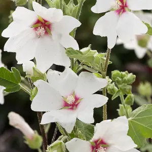 Lavatera Barnsley Garden Plant - Pinkish-White Blooms, Compact Size (25-35cm, 3 Plants)