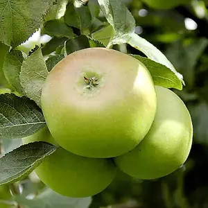 Complete 6 Tree Mini Orchard Braeburn Apple, Victoria Plum, Stella Cherry, Bramley Apple, Redhaven Peach & Conference Pear