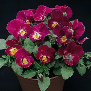 Viola Hybrida Rose Shades 1 Seed Packet (30 Seeds)