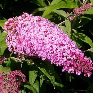 3 Buddleia davidii 'Pink Delight' in 2L Pots Buddleja Butterfly Bushes