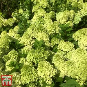 Hydrangea paniculata Mojito 9cm Pot x 2