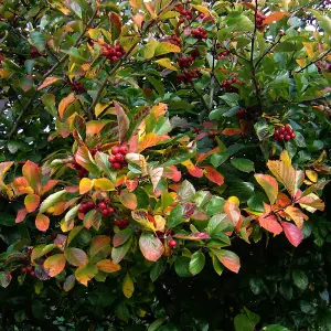 Crataegus Prunifolia Tree - Profuse White Blossoms, Red Berries, Ornamental (5-6ft)