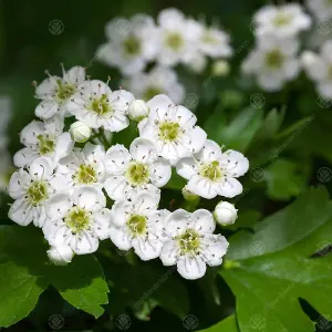 Crataegus Monogyna 'Hawthorn' Bare Root Hedge Hedging Tree Plants (2-3ft, 100 Plants)